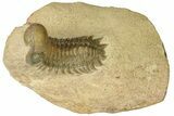 Crotalocephalina Trilobite - Atchana, Morocco #186630-3